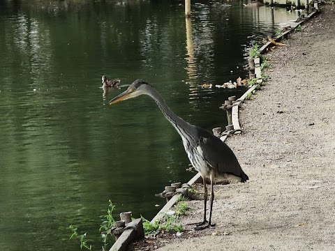 Park Hall Lake