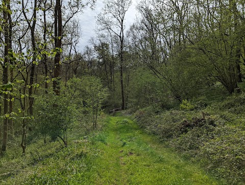 Colerne Park and Monk's Wood