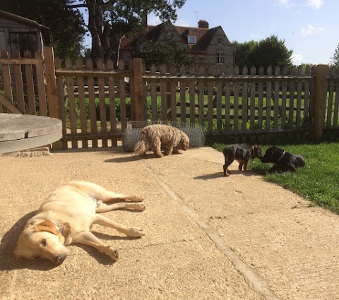 Day Care for Dogs in South Stoke