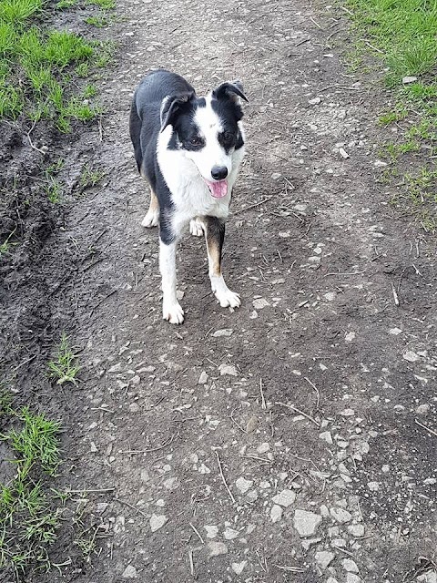 My Pawfect Adventure dog home boarding