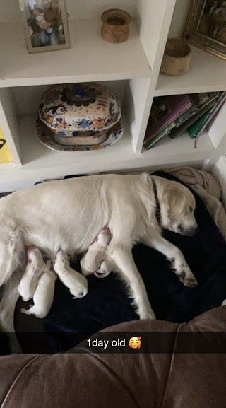 Golden Retriever puppies for sale