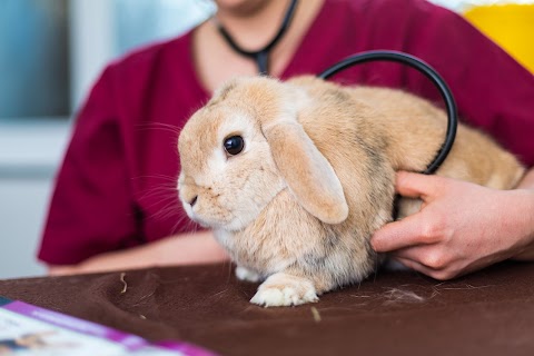 Bath Veterinary Group, Park Road Vets