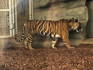 Tiger Enclosure - Twycross Zoo