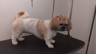 Mo's Dog Grooming Salon