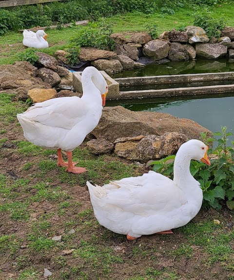 West Lodge Farm Park