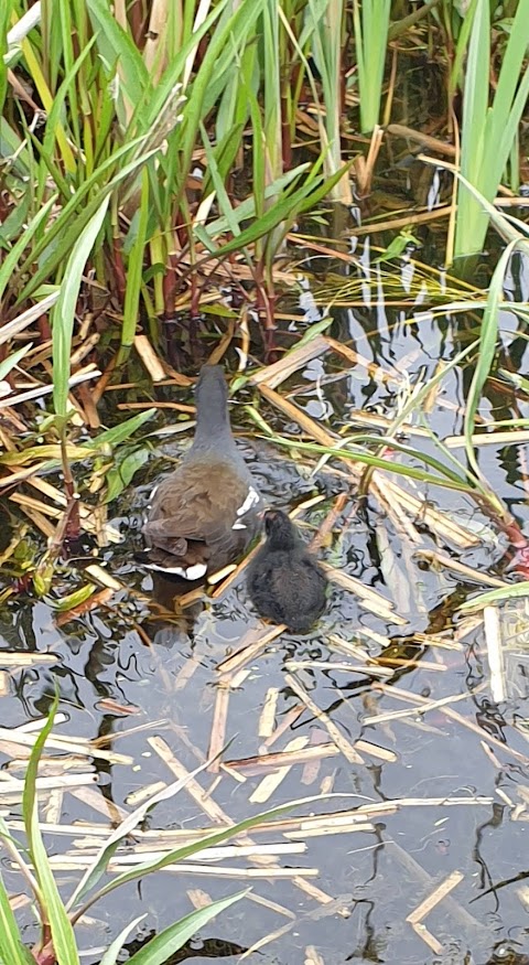 Wildlife Pond