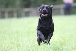 Cornish Home Dog Boarding