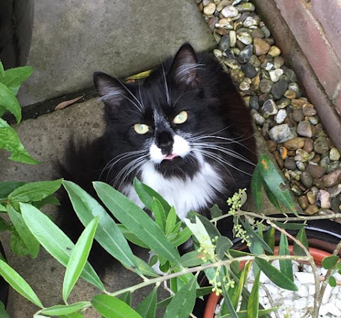 Cats Cradle Boarding Cattery