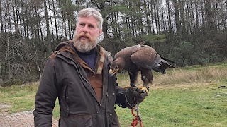 Strathblane Falconry