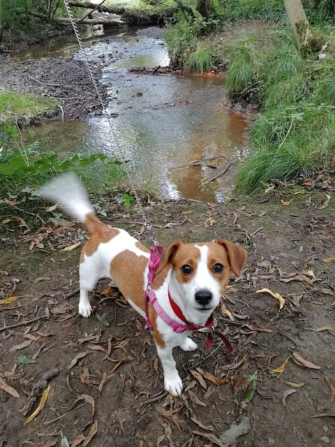 The Fairy Dog Mother, Sheffield - Canine Enrichment & Critter Cuddling