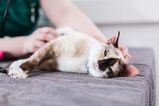 Bath Veterinary Group, The Chapel Veterinary Surgery