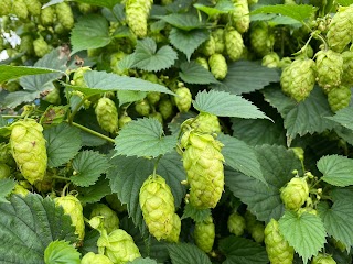 Yorkshire Hop