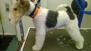 Pesky Pooch Dog Grooming