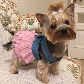 Furbaybe Fashion