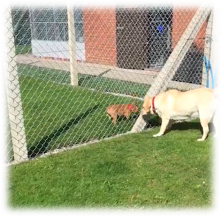 Birchwood Kennels and Cattery