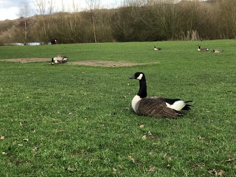 Ruislip Woods