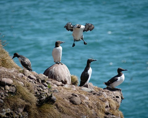 RSPB Scotland Fowlsheugh