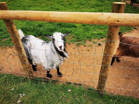 Bucklebury Farm & Deer Safari Park