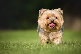 PARK YOUR PAWS BOARDING KENNELS