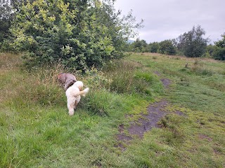 Jan's Waggy Walks