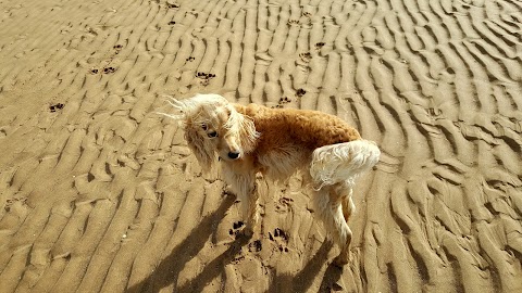 CANINE CAPERS OF CHESTER