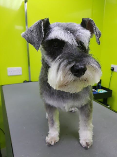 Golden Paws Grooming Ltd