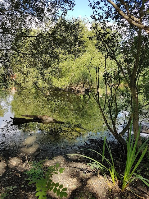 Caversham Park Pond