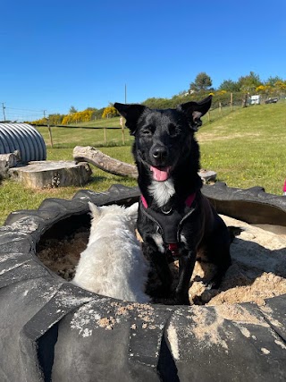 Zoomies Aberdeen