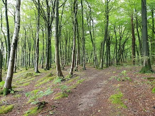 Beacon Hill Woods