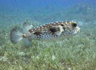 Underwater Adventures