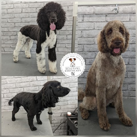 Beautiful Boofheads- dog grooming