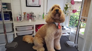 Shaggy to Chic Pet Grooming Service