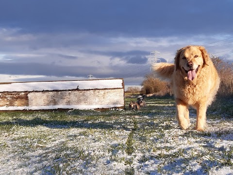 Buddy's Walking Adventures