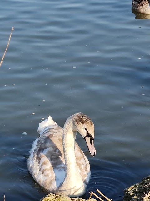 Straws Bridge