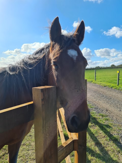 Redwings Horse Sanctuary