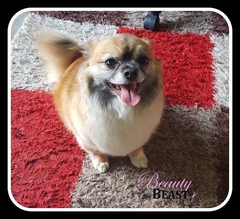 Beauty In The Beast dog grooming