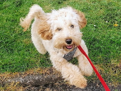 PetSet Dog Walking Inverclyde dog walker for Greenock, Gourock, Port Glasgow, Inverkip, Wemyss Bay