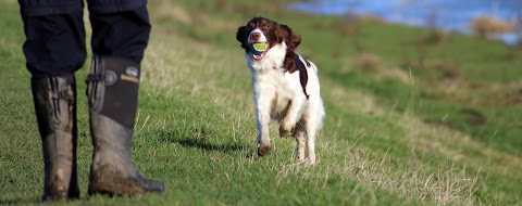 Dogs and Bone