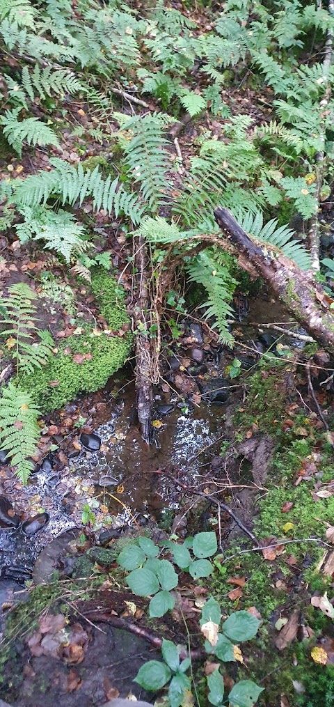 Water point for dogs