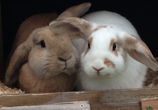 Shropshire Guinea Piggery & Bunny Barn