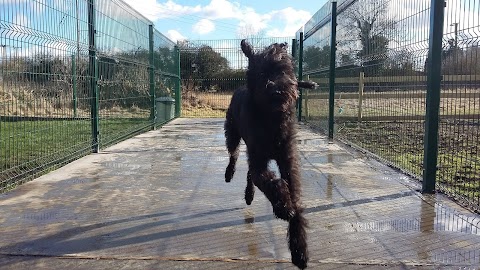 Happy Hounds