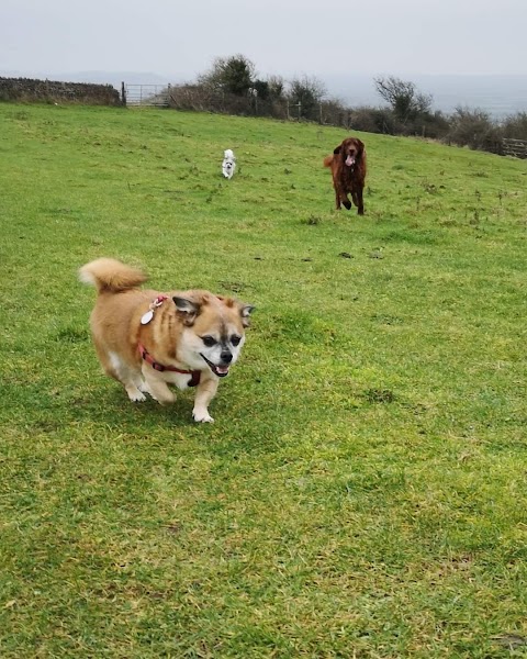 Canine Adventures Dog Walking Services Weston-super-Mare