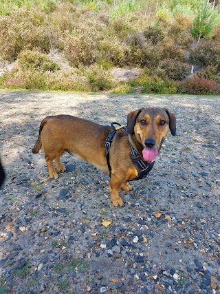 Alfie's Pals Dog Walking