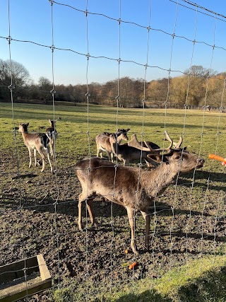 South Weald Deer Enclosure
