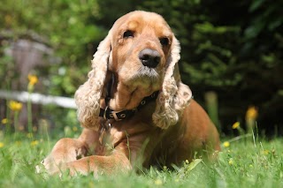 Laurels Veterinary Centre