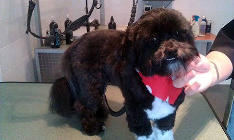 Barkin Beauties- Professional Dog Grooming -Newtownabbey