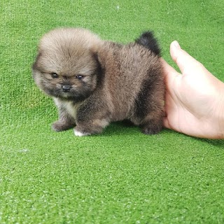 Fluffy Teacup Puppies For Sale