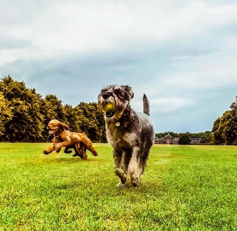 VolPets London Professional dog walker & trainer