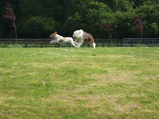 Copperbeech Boarding Kennels