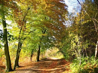 Walk and Talk Therapy and Counselling, Dublin